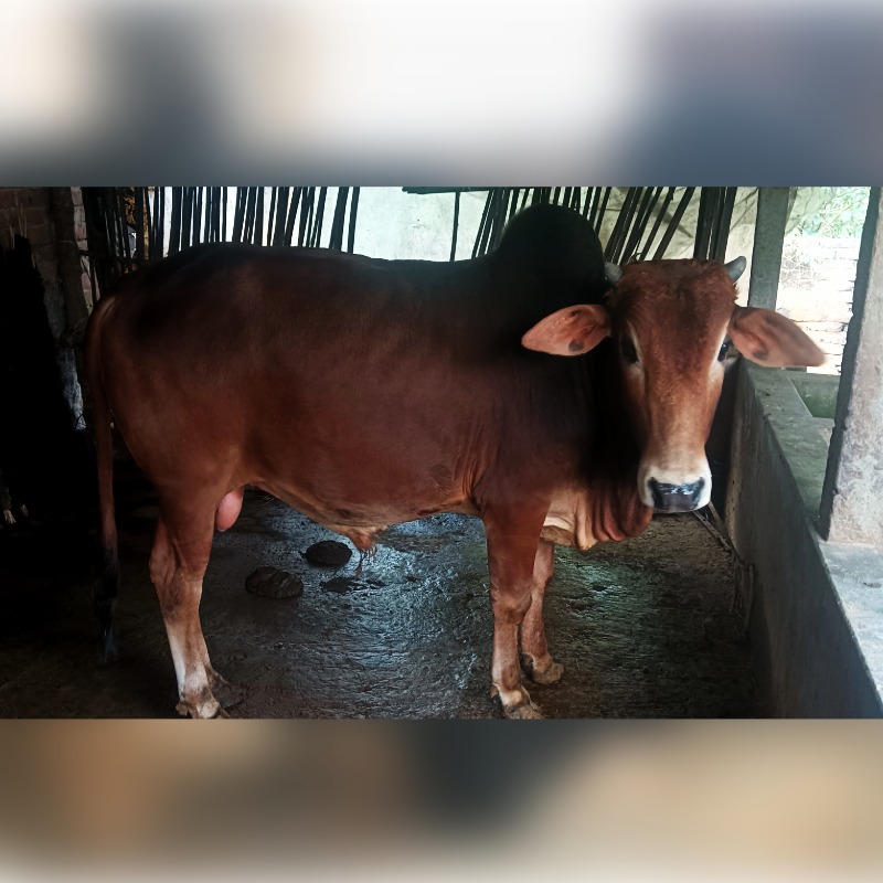 হারুনুর ষাঁড় গরুর খামার (রাজনগর, মিরপুর, কুষ্টিয়া)