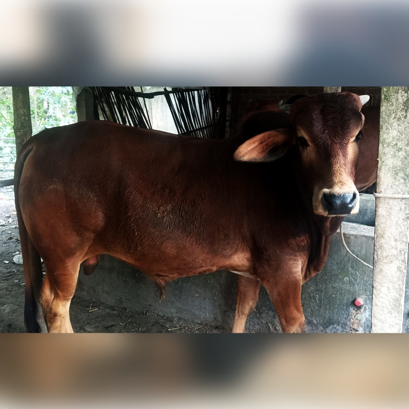 হারুনুর ষাঁড় গরুর খামার (রাজনগর, মিরপুর, কুষ্টিয়া)