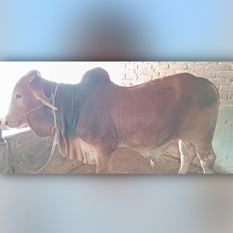 আজিজুল গরু মোটাতাজাকরণ ফার্ম (আংদিয়া