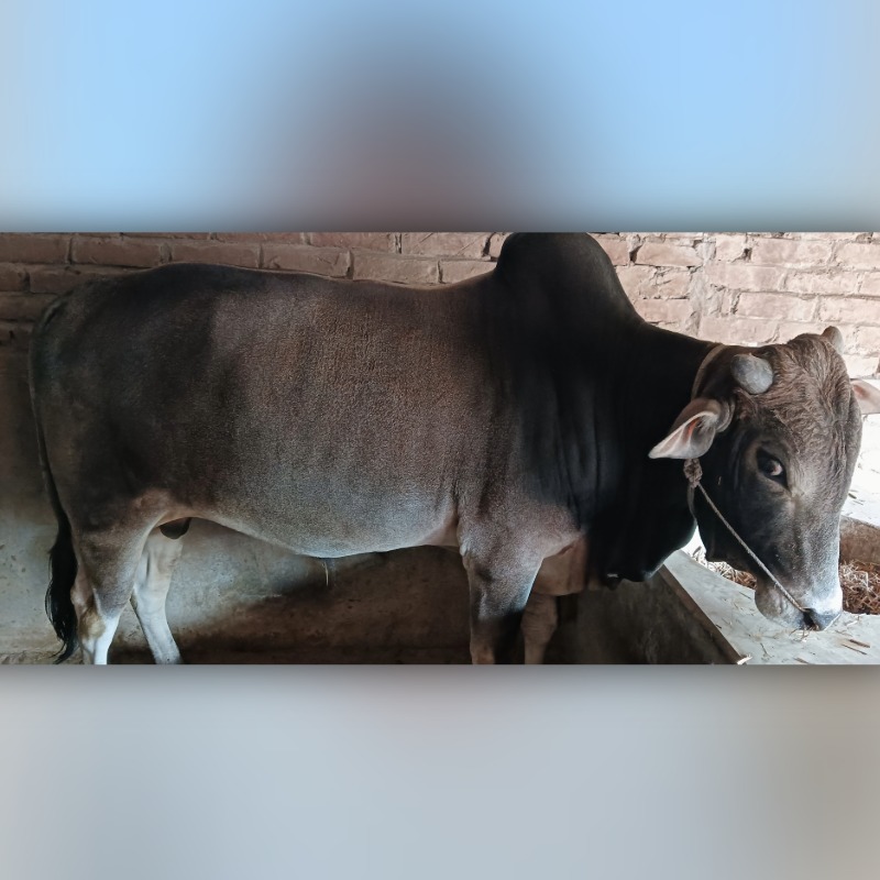 আজিজুল গরু মোটাতাজাকরণ ফার্ম (আংদিয়া