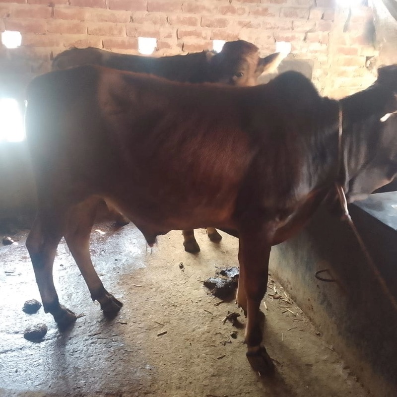 আজিবার এগ্রো ফার্ম (সদরপুর, মিরপুর