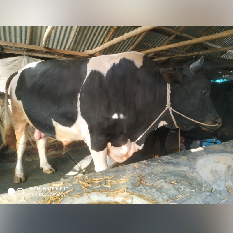 আতিয়ার ক্যাটল ফার্ম (সদরপুর, মিরপুর, কুষ্টিয়া)