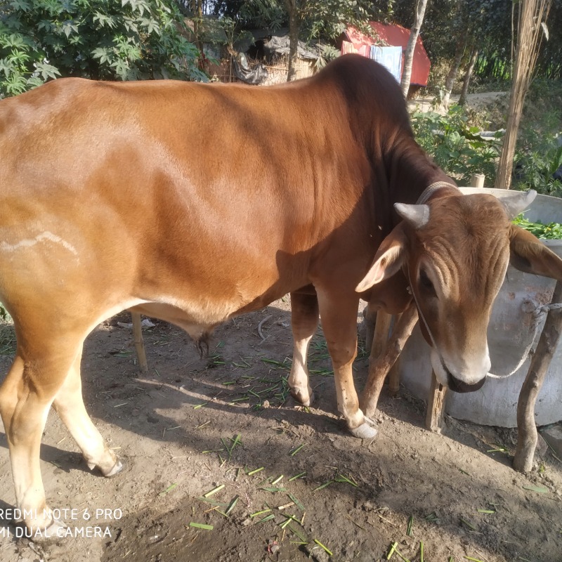 আবু তালেব মোটাতাজা গরুর খামার (সদরপুর, মিরপুর, কুষ্টিয়া)