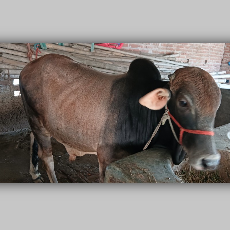 আয়জাল ষাঁড় গরু খামার (আমলা, মিরপুর