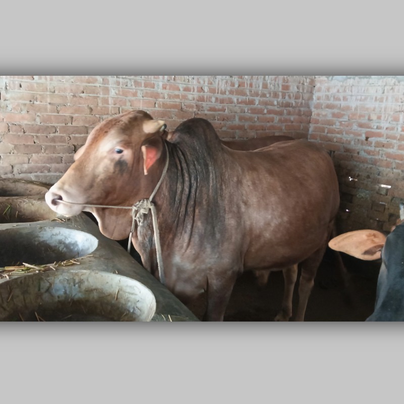 আয়জাল ষাঁড় গরু খামার (আমলা, মিরপুর