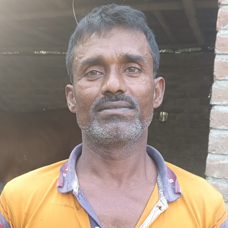 আরিফ ষাঁড় গরুর খামার (মালিহাদ, মিরপুর, কুষ্টিয়া)