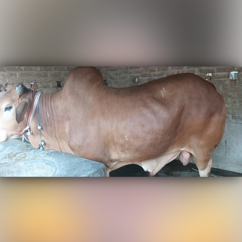 আরিফ ষাঁড় গরুর খামার (মালিহাদ