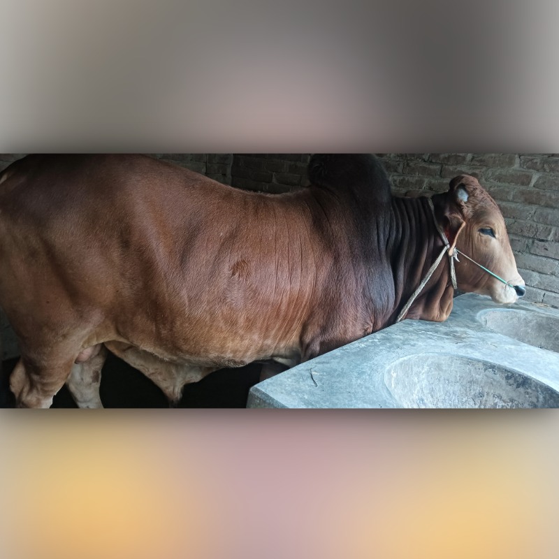 আরিফ ষাঁড় গরুর খামার (মালিহাদ