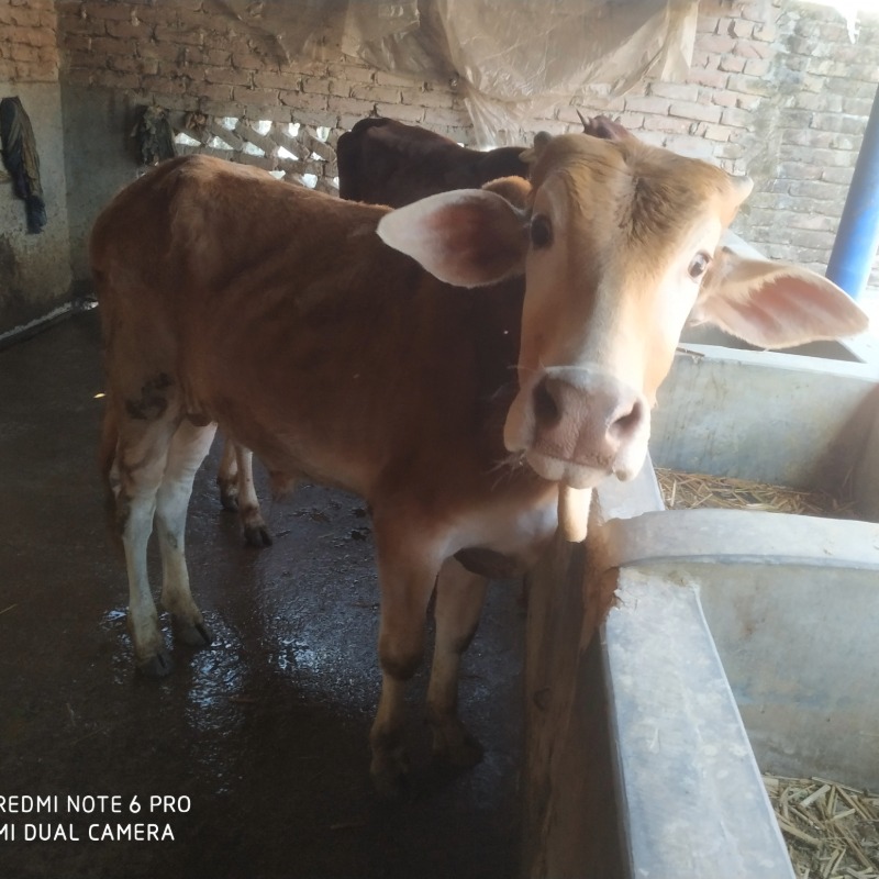 আলেপ এগ্রো ফার্ম