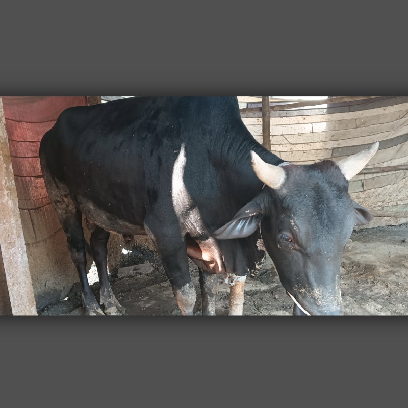 আসাদুজ্জামান ডেইরি ফার্ম