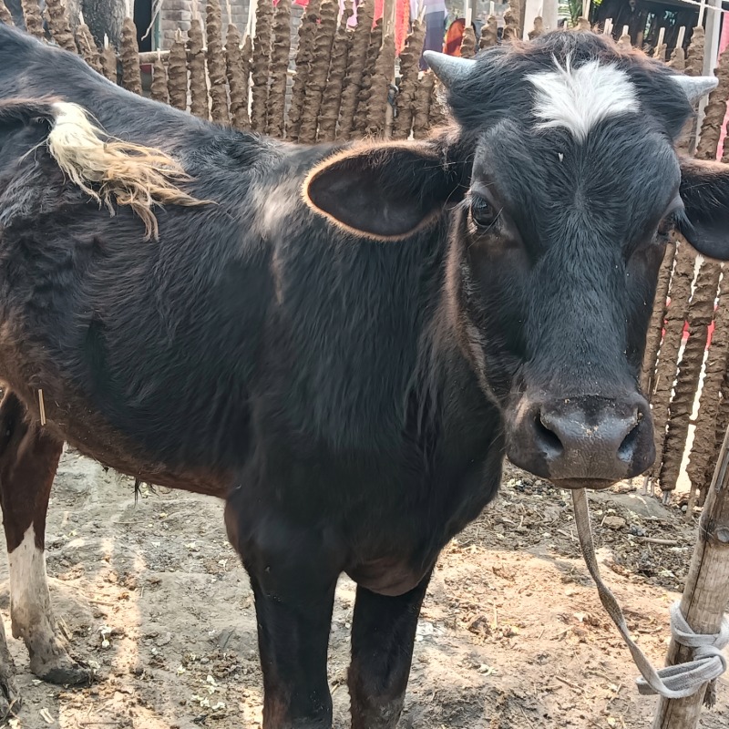 আসাদুজ্জামান ডেইরি ফার্ম