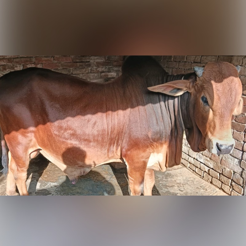 ইউনুস ক্যাটল ফার্ম (সদরপুর, মিরপুর, কুষ্টিয়া)