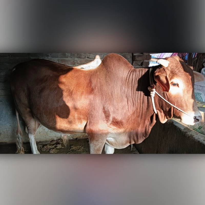 ইবরাহিম ষাঁড় গরুর খামার (সদরপুর, মিরপুর, কুষ্টিয়া)