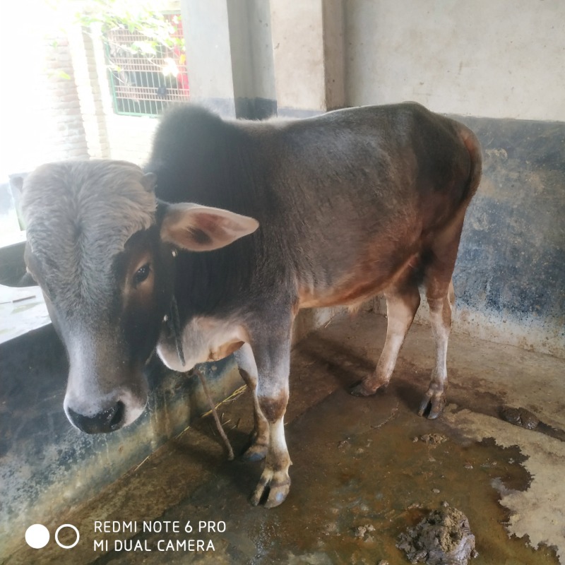 ইমারুল ক্যাটল ফার্ম