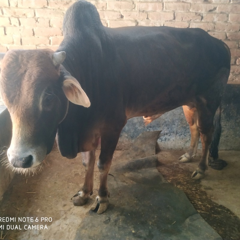 এনামুল ক্যাটল ফার্ম (সদরপুর, মিরপুর, কুষ্টিয়া)