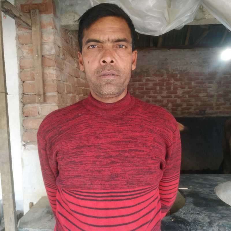 কামাল ষাঁড় পালন খামার (সদরপুর, মিরপুর, কুষ্টিয়া)