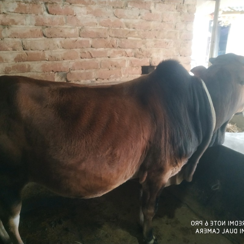 কামাল ষাঁড় পালন খামার (সদরপুর, মিরপুর, কুষ্টিয়া)