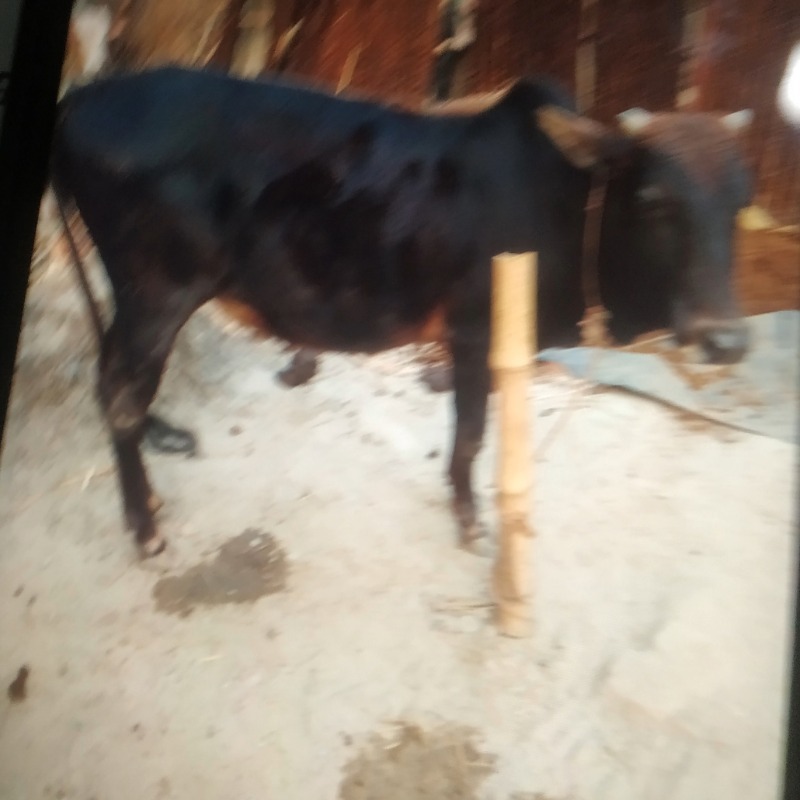 কোমল এগ্রো ফার্ম (আড়িয়া, দৌলতপুর