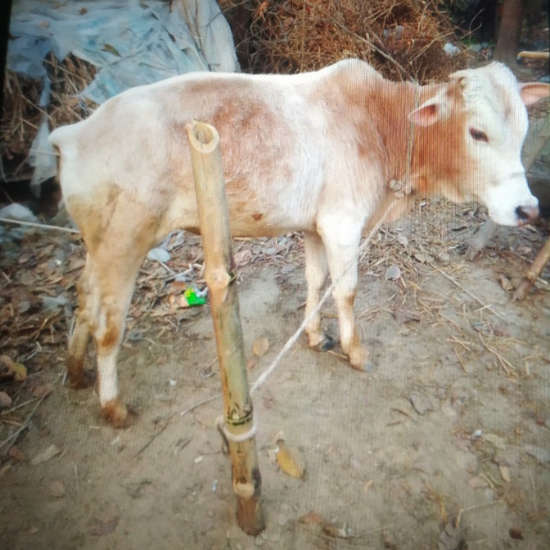 কোমল এগ্রো ফার্ম (আড়িয়া, দৌলতপুর