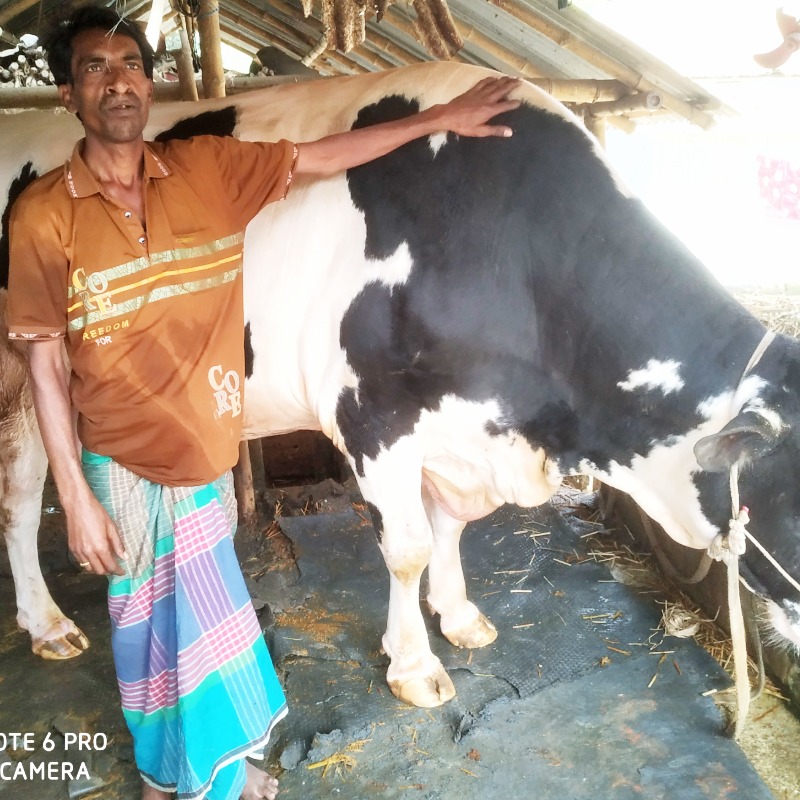 খোকন গরু মোটাতাজাকরণ ফার্ম (আমলা, মিরপুর, কুষ্টিয়া)