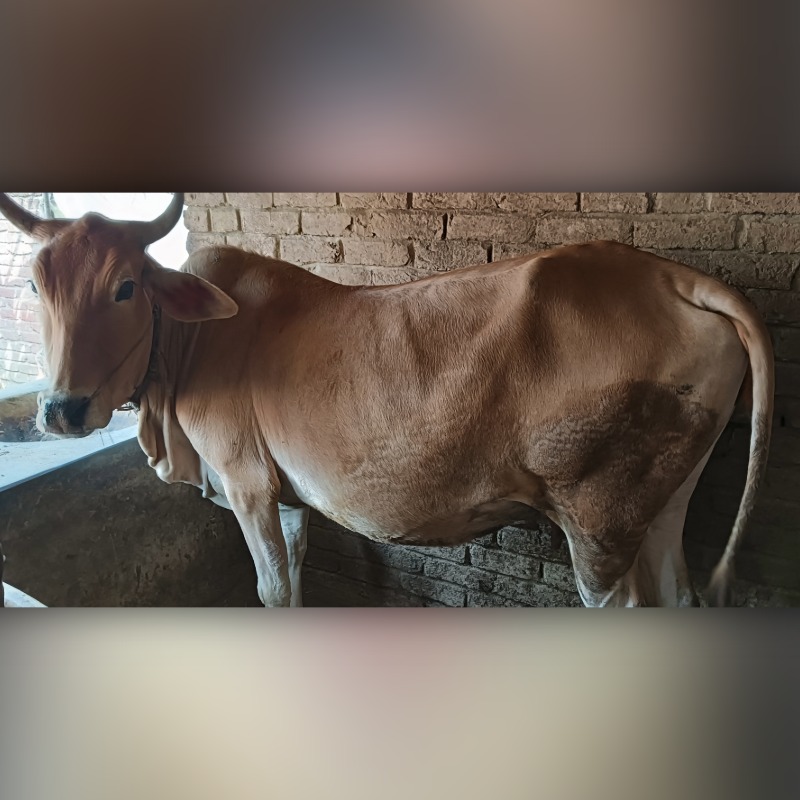 জাহাঙ্গীর আলম ডেইরি ফার্ম (মালিহাদ, মিরপুর, কুষ্টিয়া)