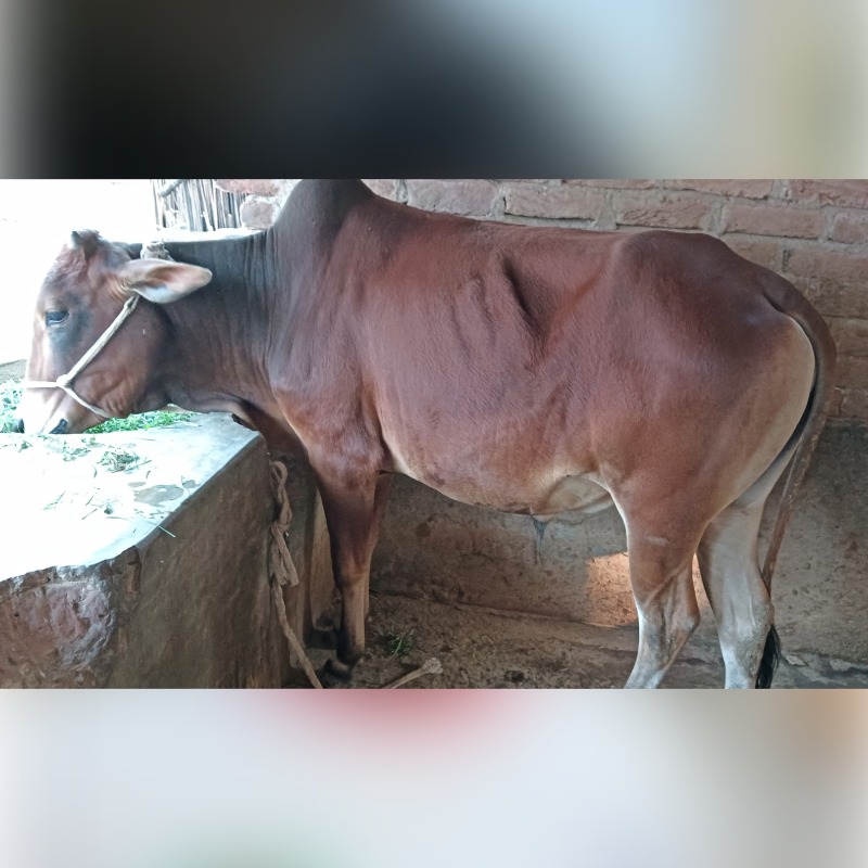 জাহিদ গরু মোটাতাজাকরণ খামার