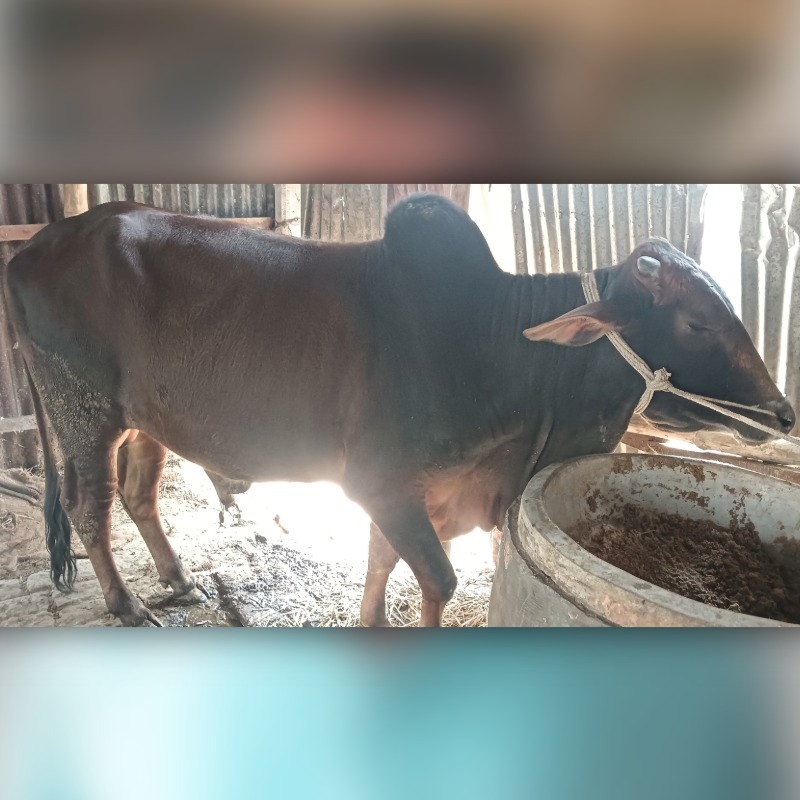 দেলসাদ মোটাতাজা গরুর খামার (সদরপুর, মিরপুর, কুষ্টিয়া)