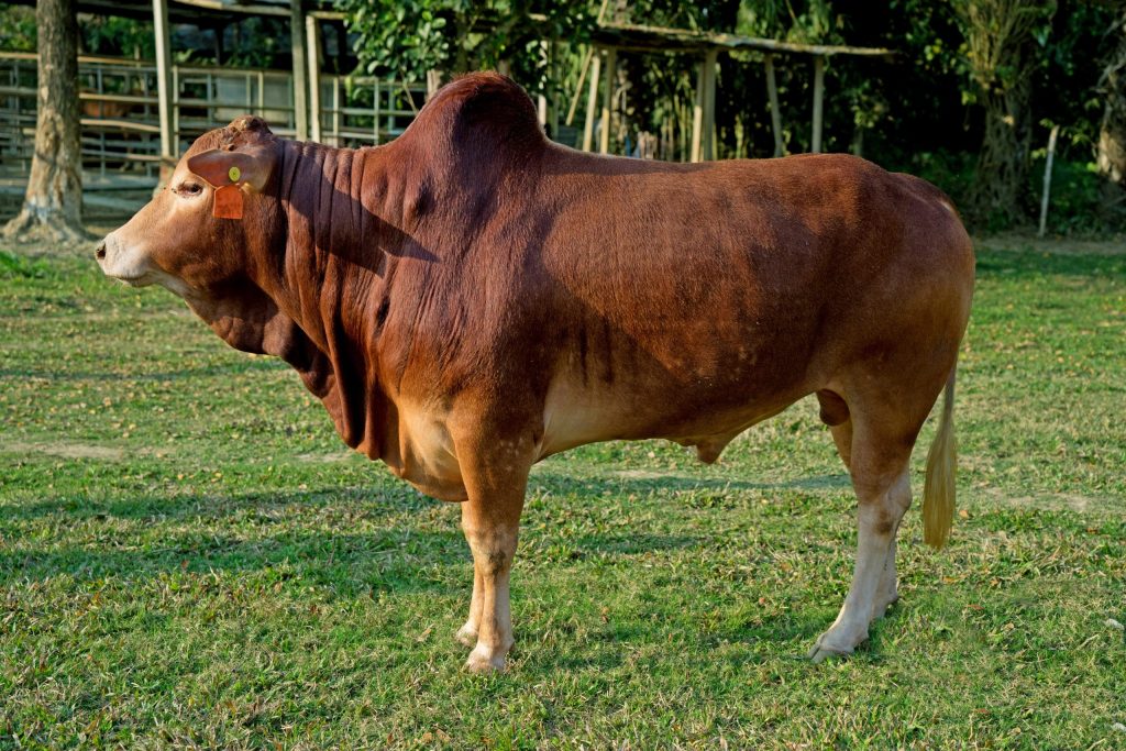 দেশি ষাঁড় (রেড চিটাগাং)