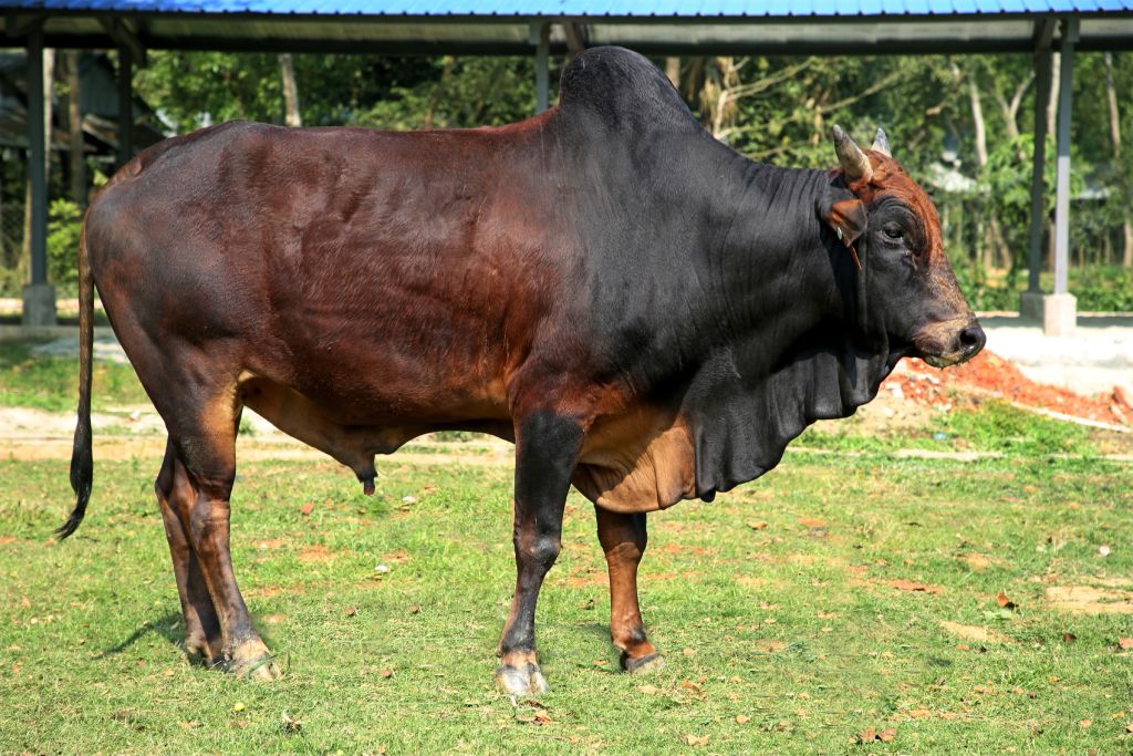 দেশি ষাঁড়