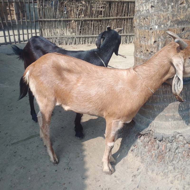 নবিন এগ্রো ফার্ম (সদরপুর, মিরপুর, কুষ্টিয়া)