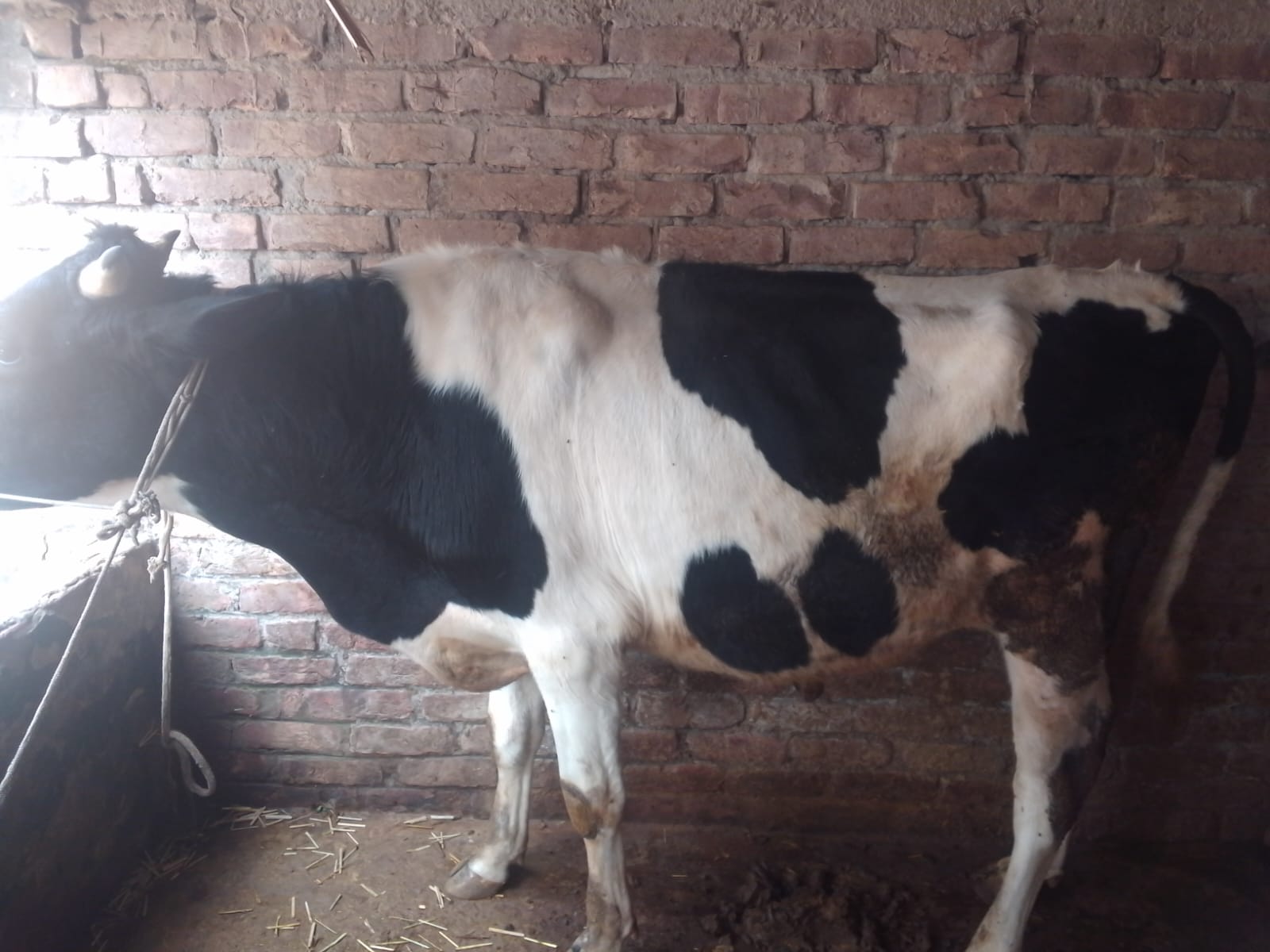 নবিন এগ্রো ফার্ম (সদরপুর,