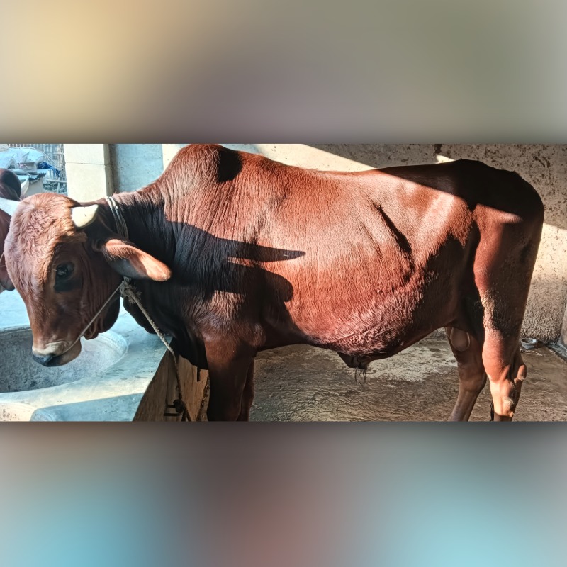 নাজমুল হোসেন গরু মোটাতাজাকরণ খামার (হারদি, আলমডাঙ্গা, চুয়াডাঙ্গা)