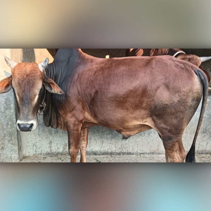 নাজমুল হোসেন গরু মোটাতাজাকরণ খামার (হারদি, আলমডাঙ্গা, চুয়াডাঙ্গা)