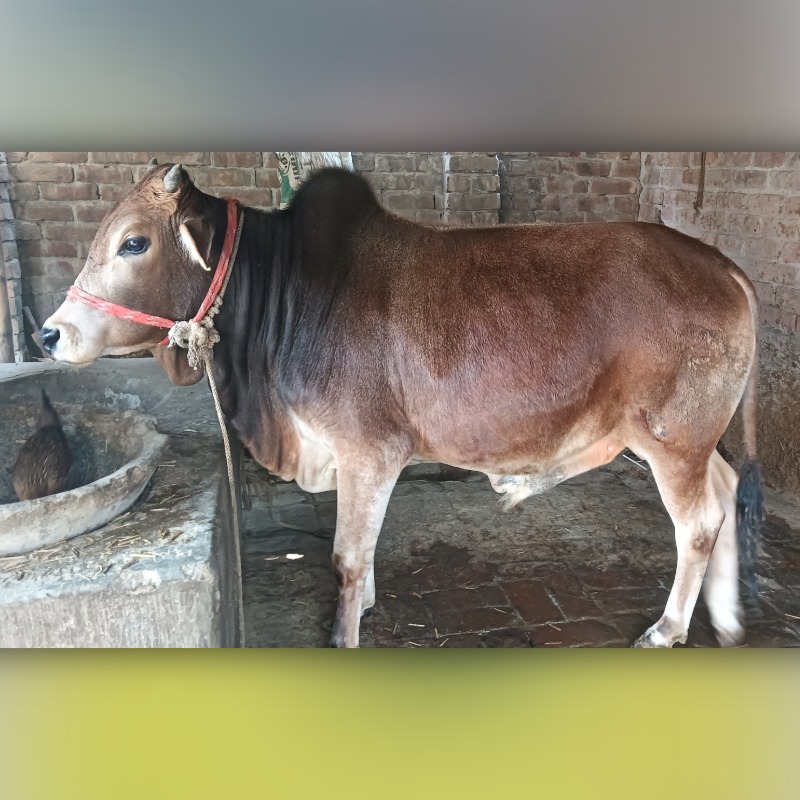 বকুল গরু মোটাতাজাকরণ খামার