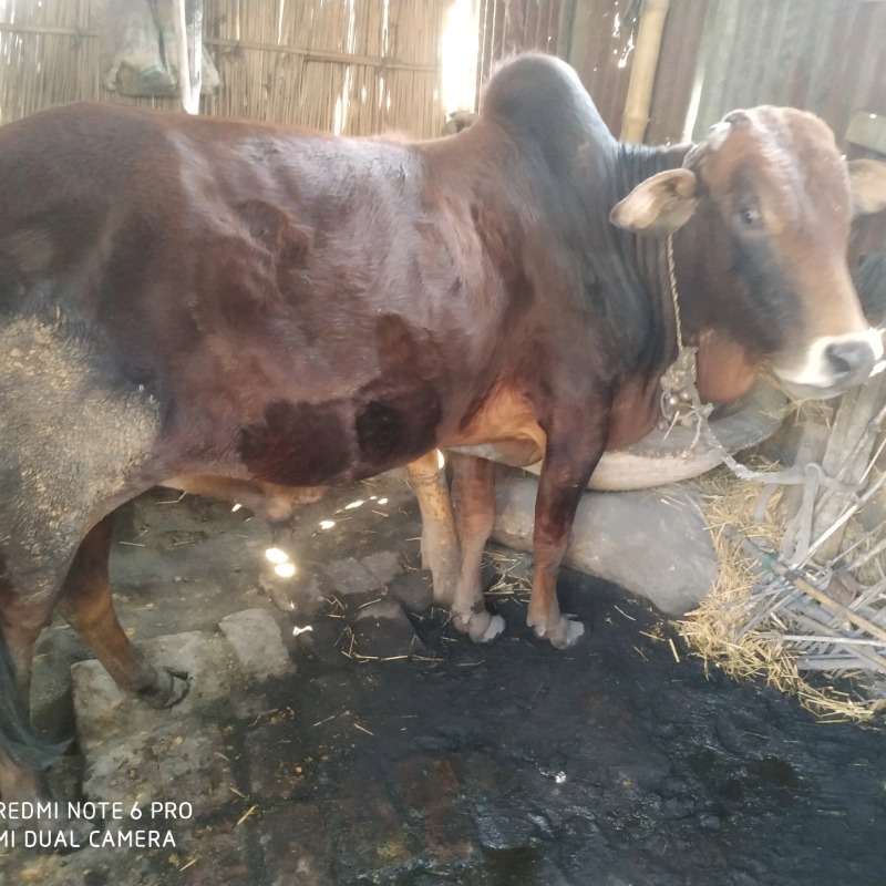 বিলকিছ ক্যাটল ফার্ম (সদরপুর, মিরপুর, কুষ্টিয়া)