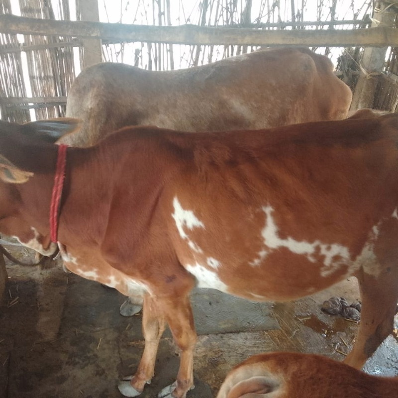 বুরাহান ডেইরি ফার্ম (সদরপুর, মিরপুর, কুষ্টিয়া)