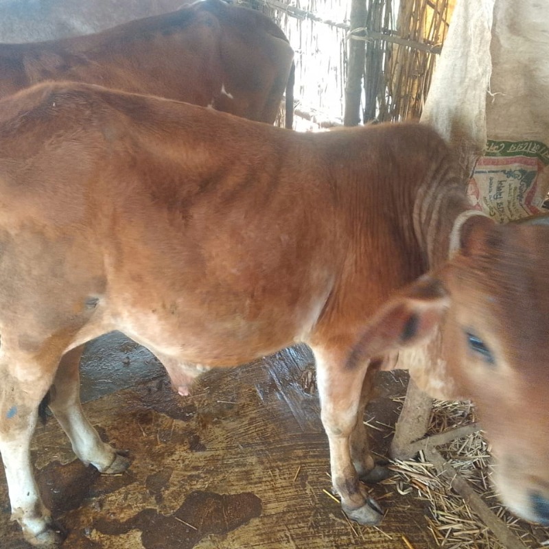 বুরাহান ডেইরি ফার্ম (সদরপুর, মিরপুর, কুষ্টিয়া)