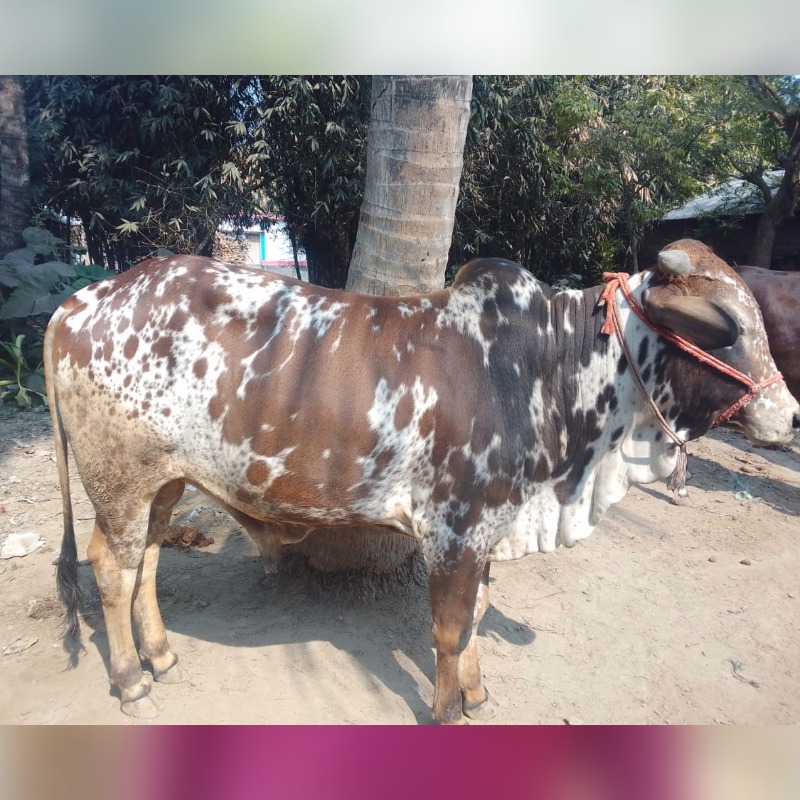 বুলেছ মোটাতাজা গরুর খামার (সদরপুর, মিরপুর