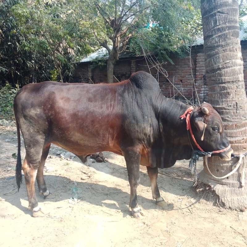 বুলেছ মোটাতাজা গরুর খামার (সদরপুর, মিরপুর