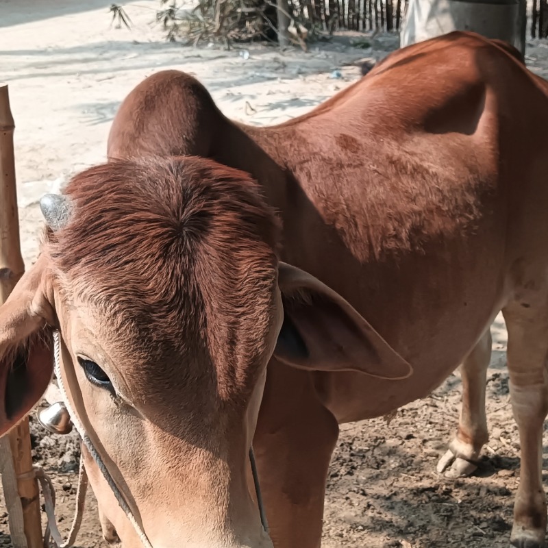 মজিবার গরু মোটাতাজাকরণ খামার (মালিহাদ, মিরপুর কুষ্টিয়া)
