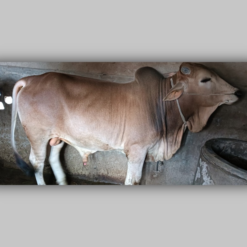 মমিন গরু মোটাতাজাকরণ খামার