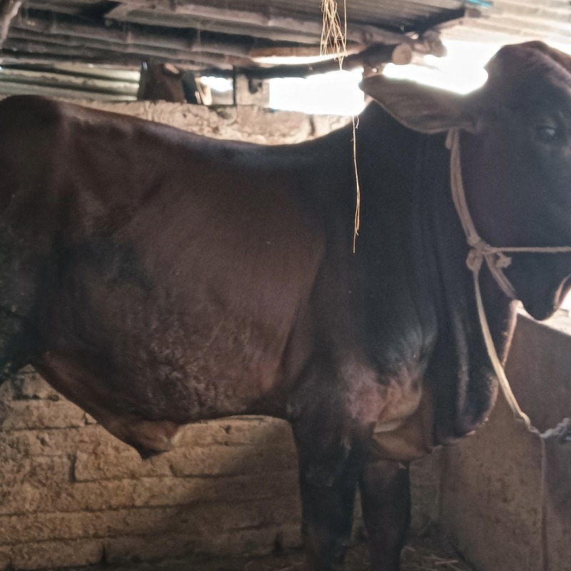 মহিদুল গরু মোটাতাজাকরণ খামার (মালিহাদ, মিরপুর, কুষ্টিয়া)