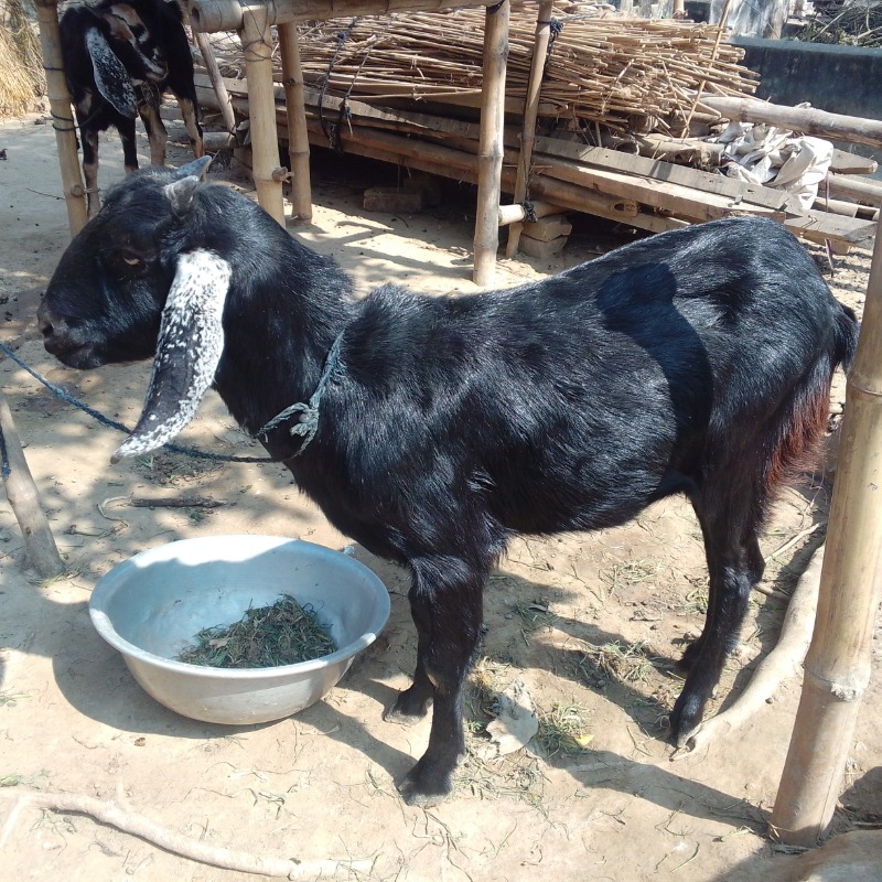 মানান ছাগলের খামার (সদরপুর, মিরপুর, কুষ্টিয়া)