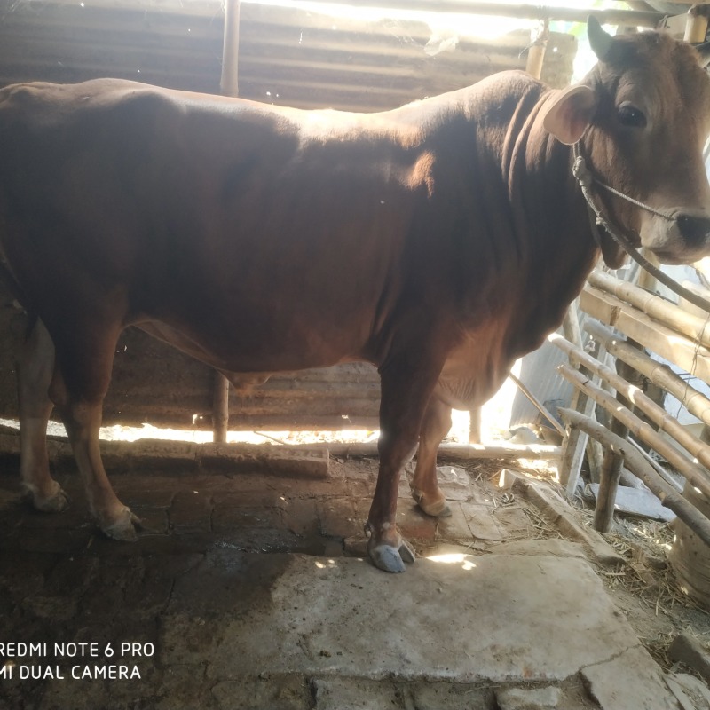 মাহফুজ এগ্রো ফার্ম (সদরপুর, মিরপুর