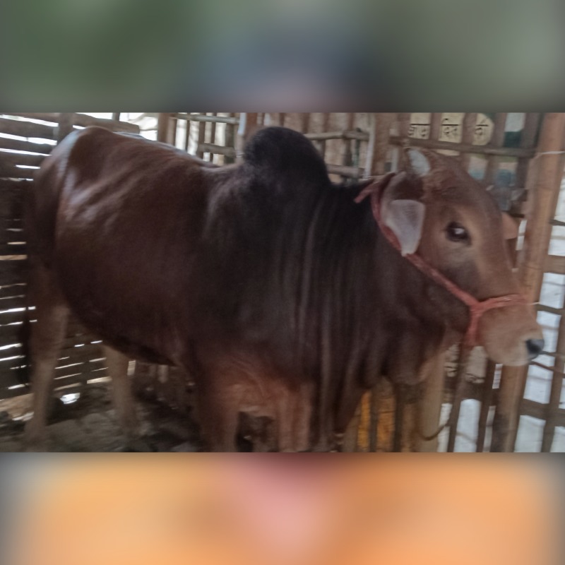 মাহাতাব গরু মোটাতাজাকরণ খামার (হারদি