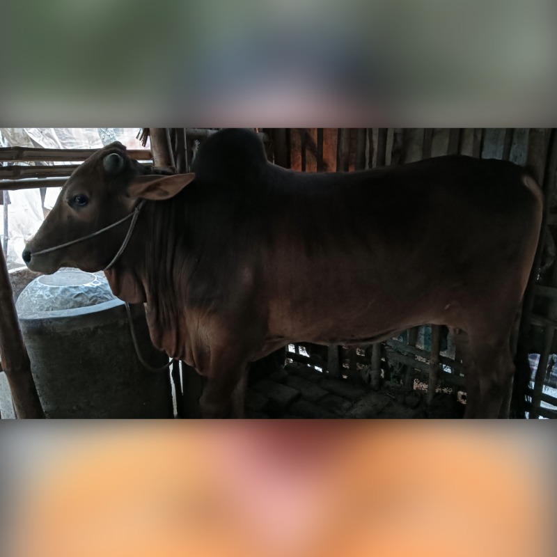 মাহাতাব গরু মোটাতাজাকরণ খামার (হারদি