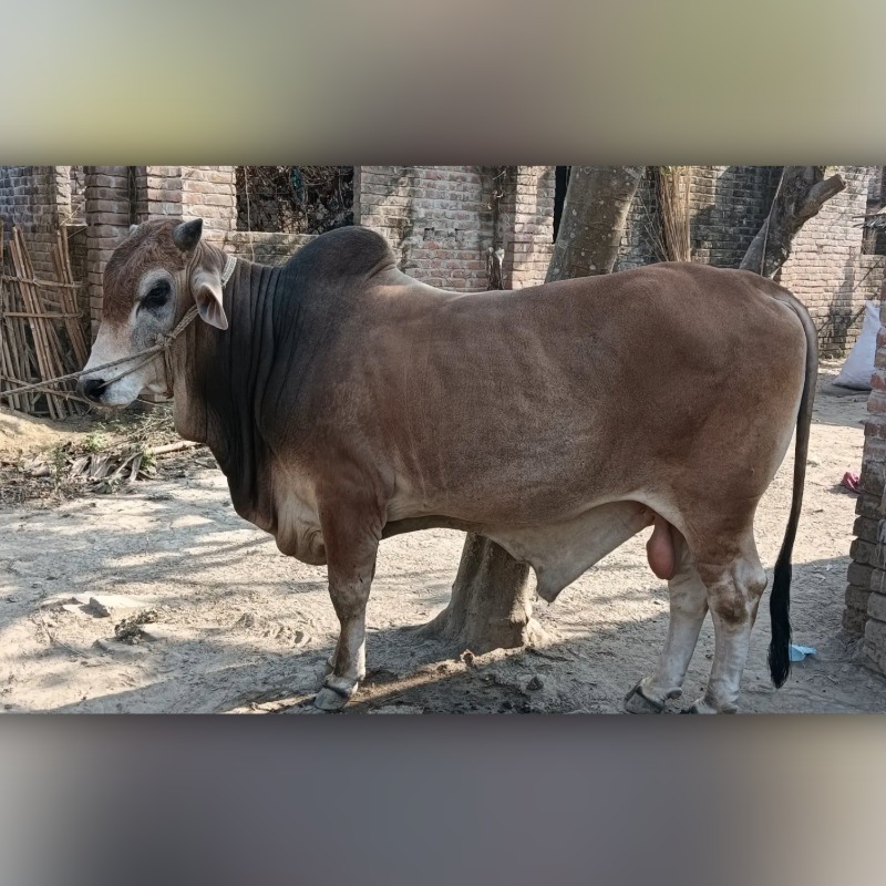 মোনিরুল ষাঁড় গরু খামার