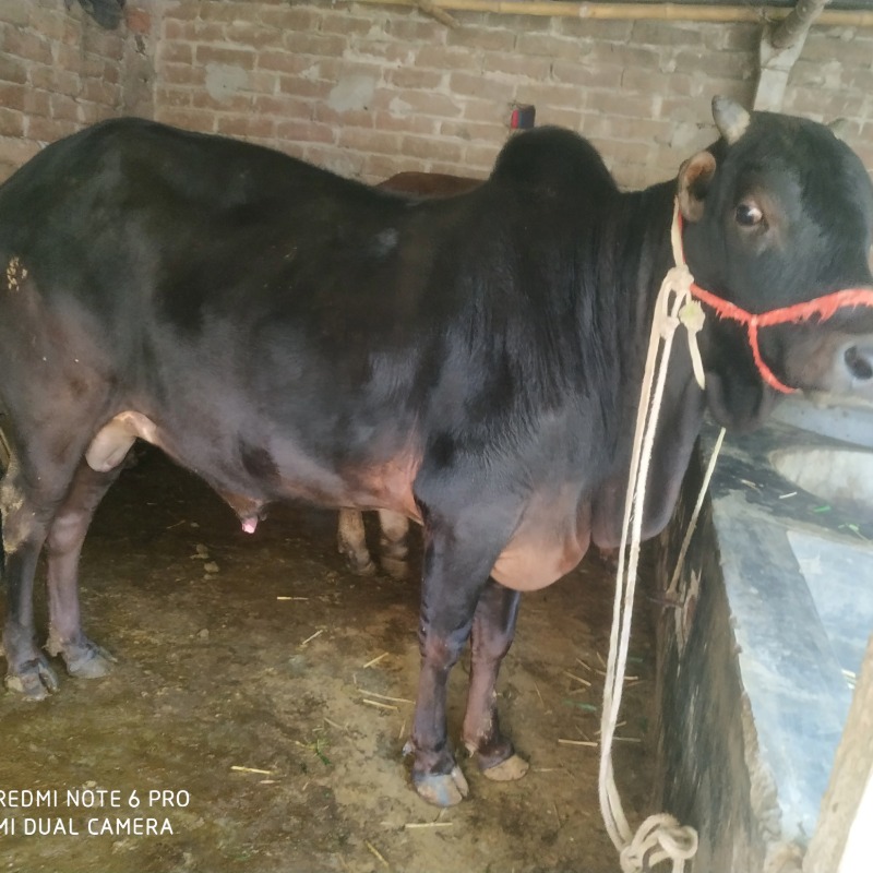 রশিদুল ক্যাটল ফার্ম (সদরপুর, মিরপুর, কুষ্টিয়া)