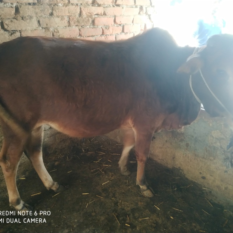 রশিদুল ক্যাটল ফার্ম (সদরপুর, মিরপুর, কুষ্টিয়া)