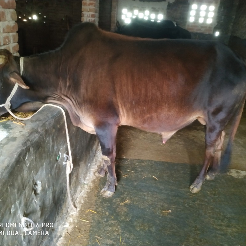 রাসেল এগ্রো ফার্ম (সদরপুর, মিরপুর, কুষ্টিয়া)